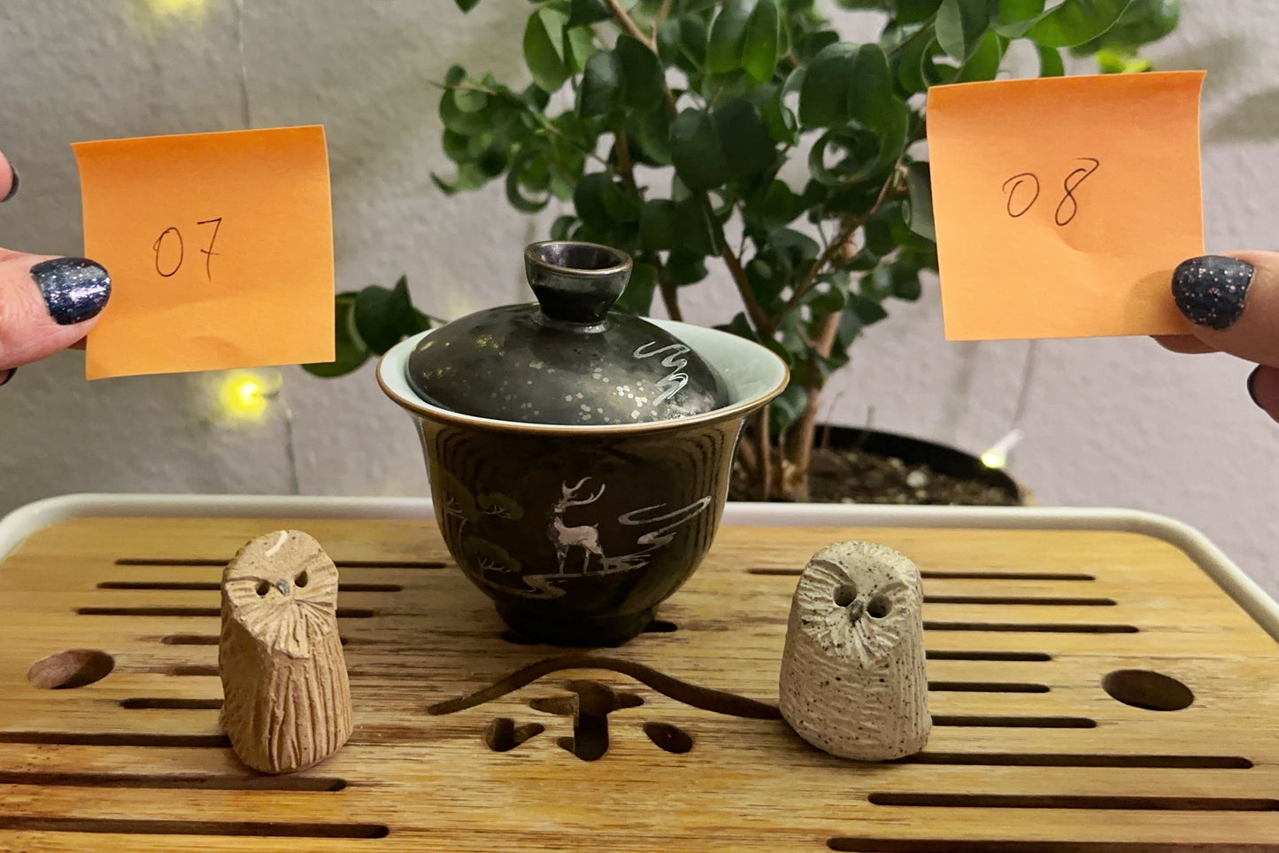 Owl pets 7 and 8