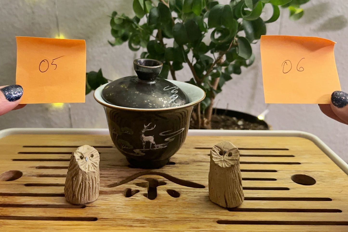 Owl pets 5 and 6